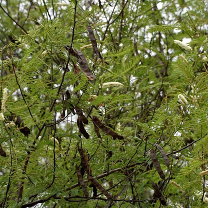 Thiruvathirai (Ardra) Nakshatra Tree – Sengarungali Maram (Red Sanders / Pterocarpus santalinus) Live Plant