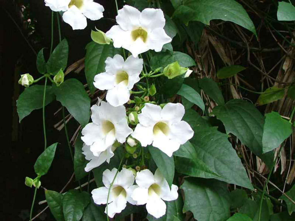 White Sky Vine (Thunbergia grandiflora alba) Climber / All Time Flowering Live Plant