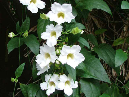 White Sky Vine (Thunbergia grandiflora alba) Climber / All Time Flowering Live Plant