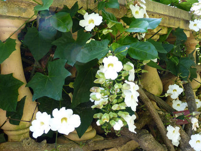 White Sky Vine (Thunbergia grandiflora alba) Climber / All Time Flowering Live Plant