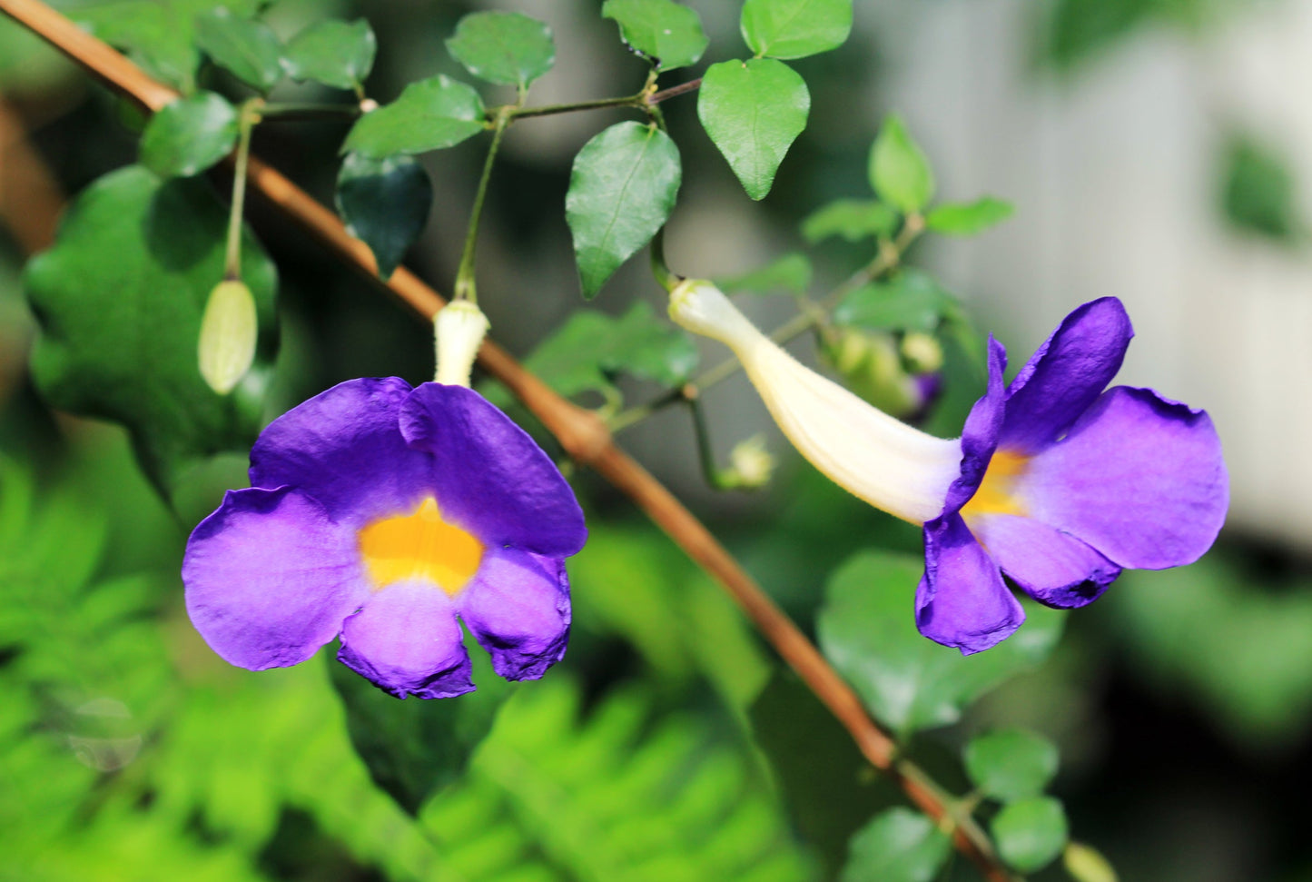 Thunbergia Erecta Blue (Bush Clock Vine) All Time Flowering Live Plant