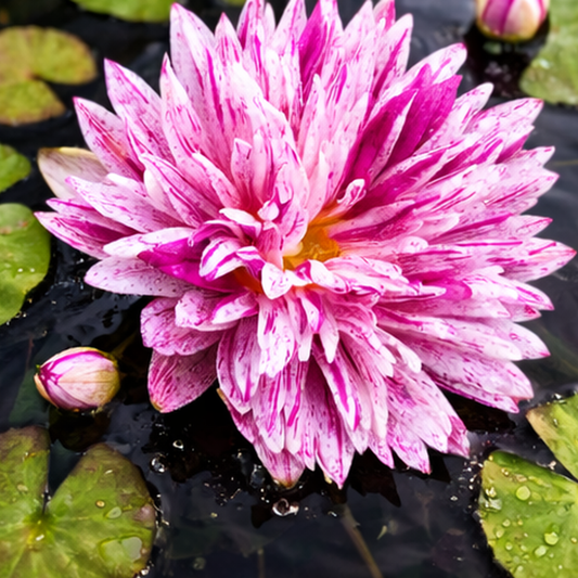 ‘Tien Hom’ Rare Tropical Waterlily – Sprouted Tuber | Pink Splash Double Bloom