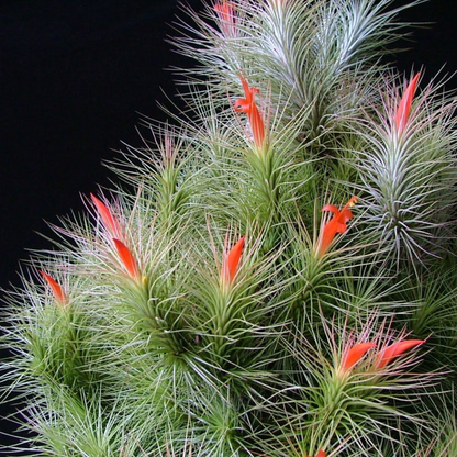 Tillandsia Funkiana – Rare Air Plant