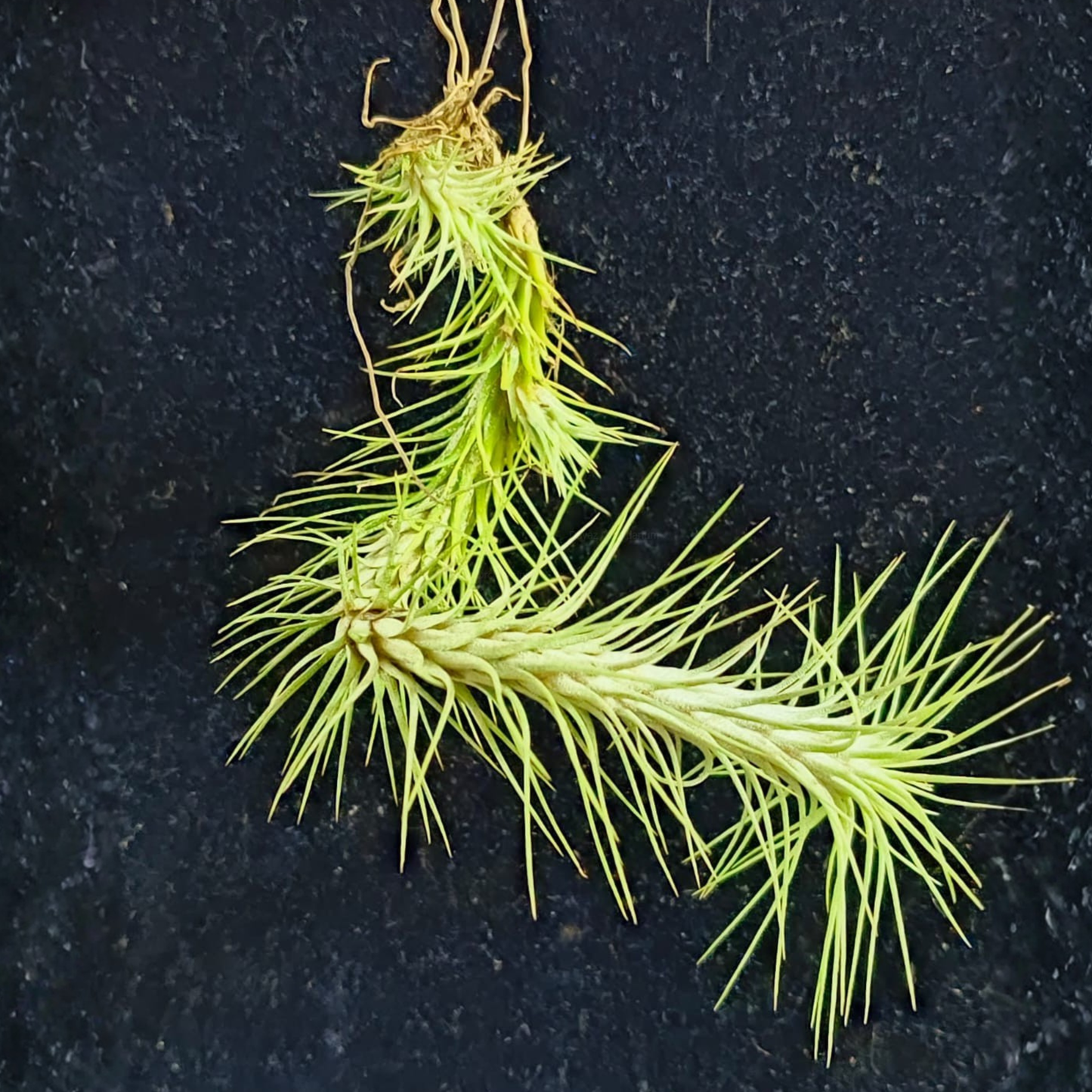 Tillandsia Funkiana – Rare Air Plant
