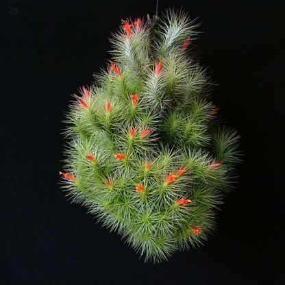 Tillandsia Funkiana – Rare Air Plant