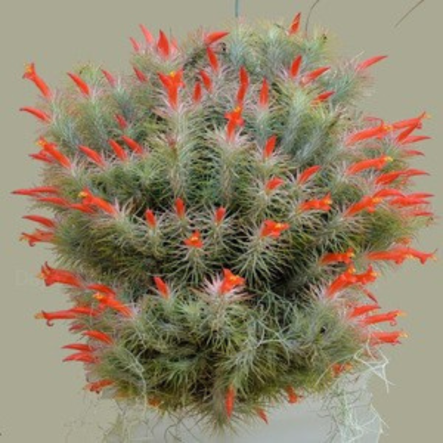 Tillandsia Funkiana – Rare Air Plant