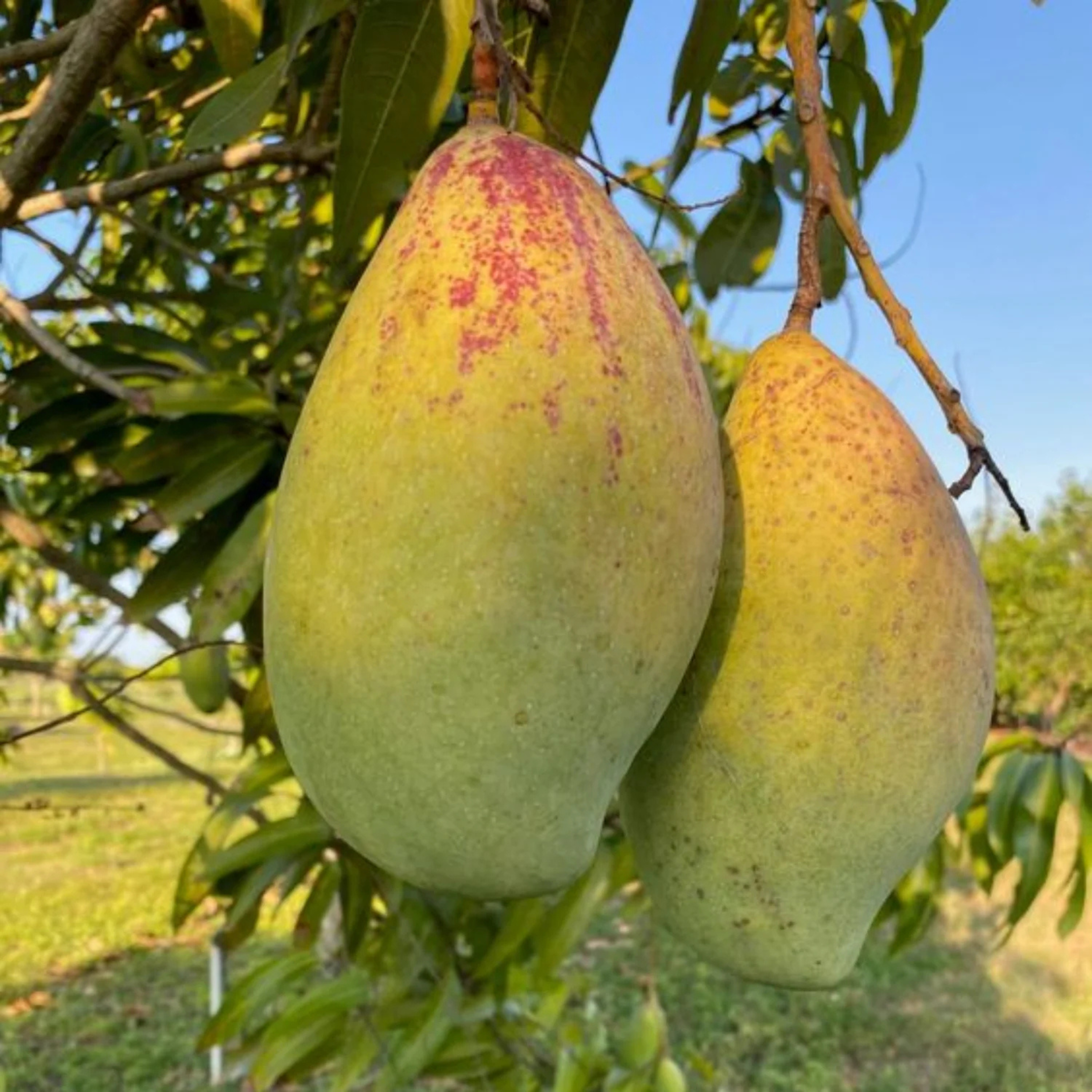 Buy Totapuri Mango (Mangifera indica) Live Fruit Plant – High-Yield ...