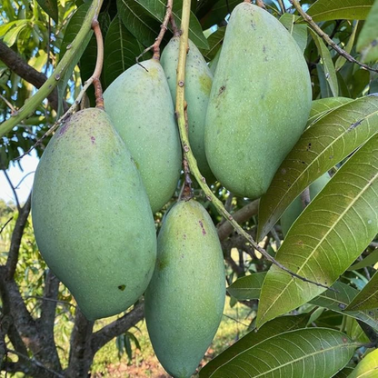 Totapuri Mango (Mangifera indica) Grafted Live Fruit Plant