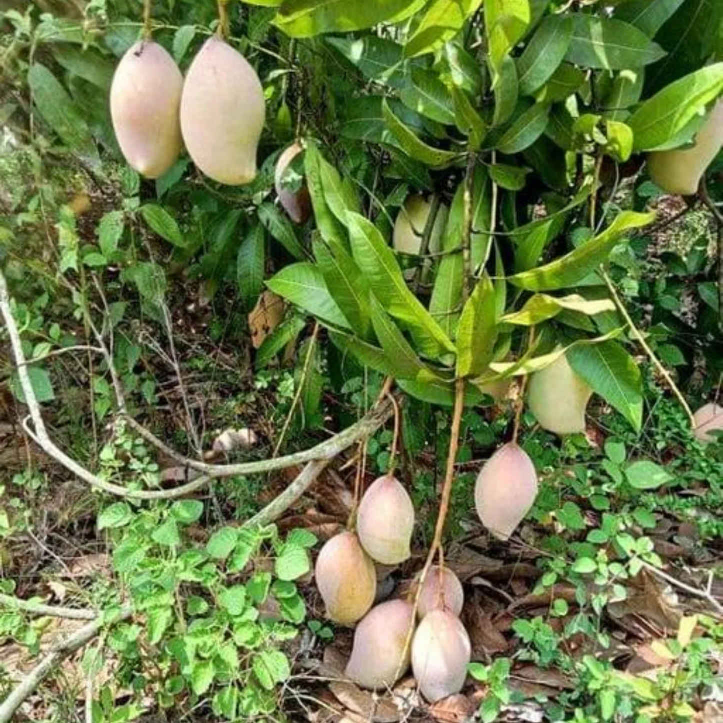Totapuri Mango (Mangifera indica) Grafted Live Fruit Plant