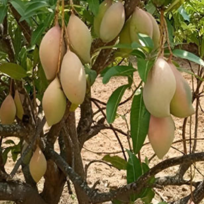 Totapuri Mango (Mangifera indica) Grafted Live Fruit Plant