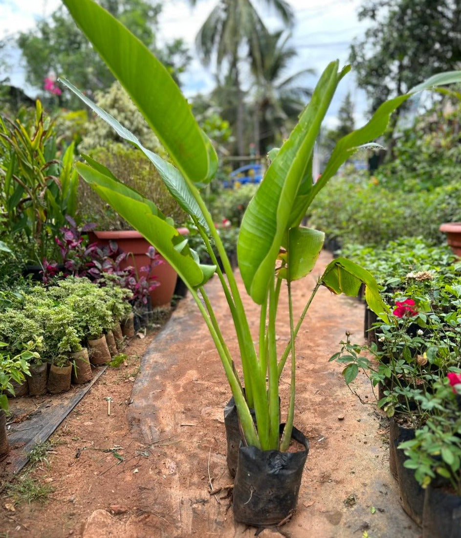 Traveller's Palm Live Plant
