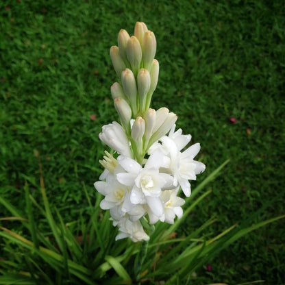 Tuberose (Sampangi) All Time Flowering Fragrant Live Plant - Multi Petal