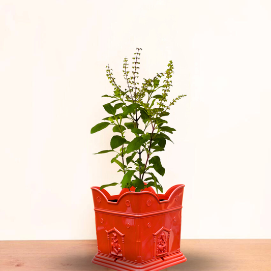 Tulsi Planter with Removable Drip Tray