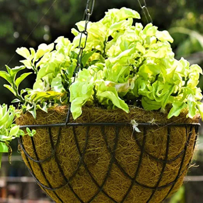 Twisted Pedilanthus (Devil’s Backbone) Indoor / Outdoor Live Plant