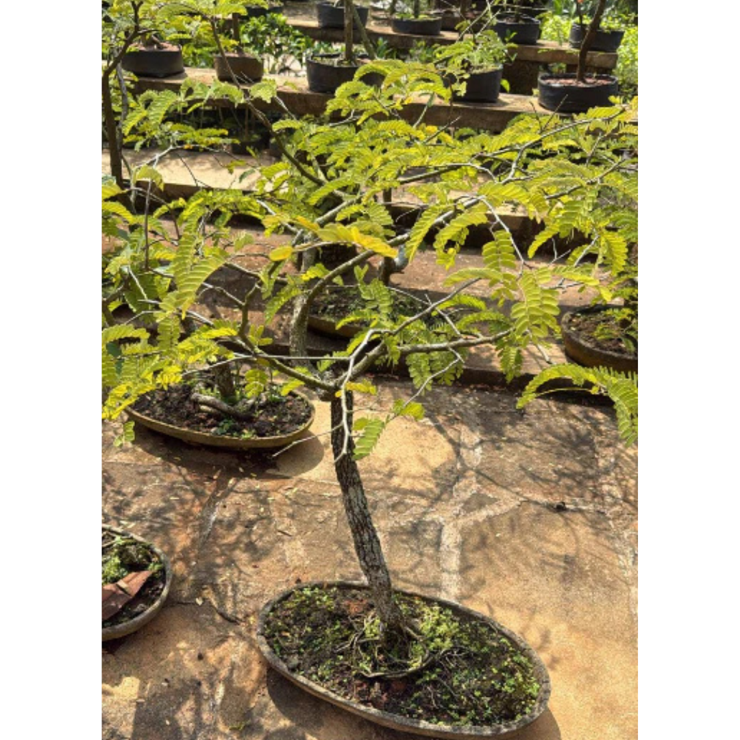 tamarinde bonsai Tamarind Tree Bonsai (Tamarindus Indica) – Live Miniature Fruit Tree