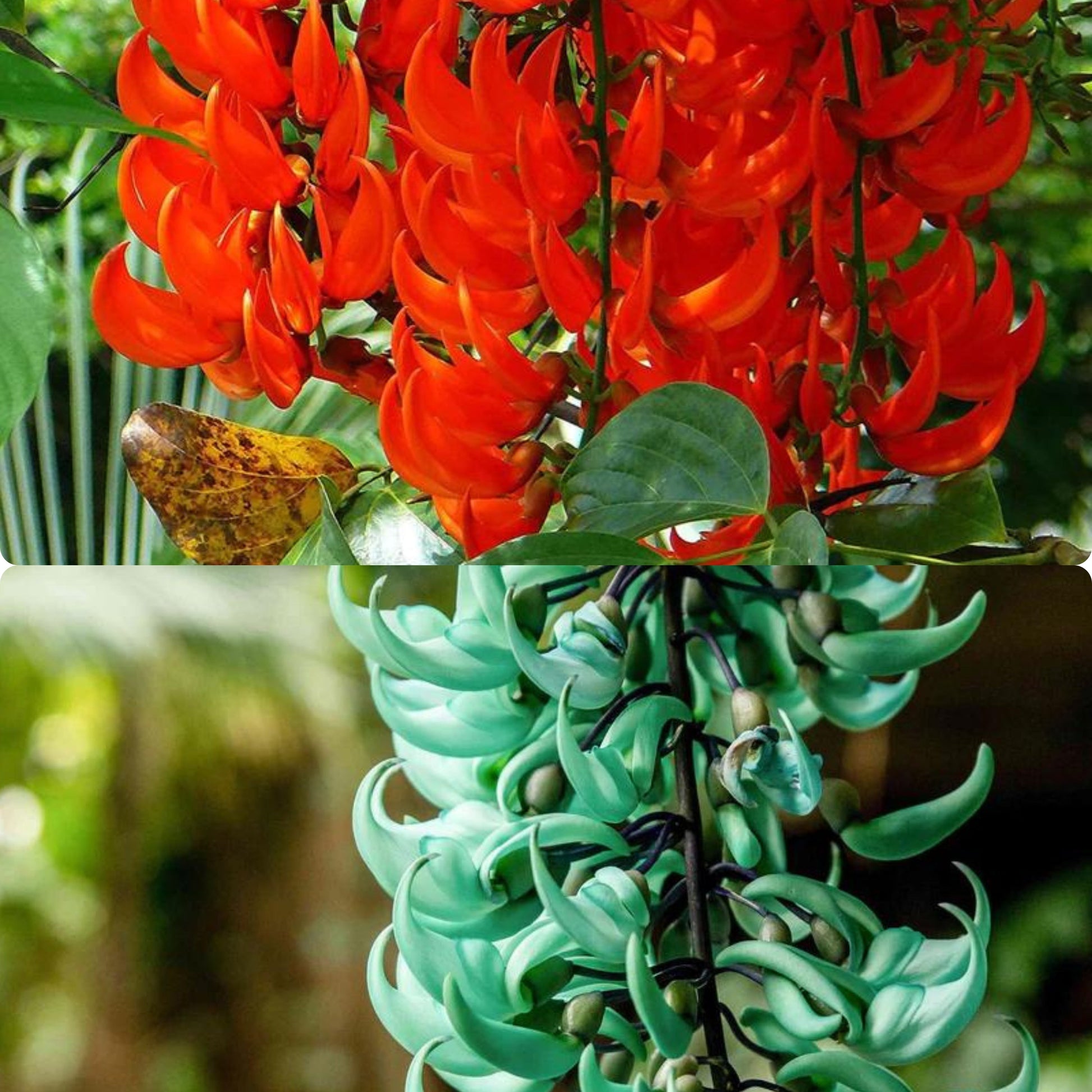blue jade vine plant Nema/Blue Jade Vine (Strongylodon macrobotrys) & Red Jade Vine (Mucuna – Bloomica