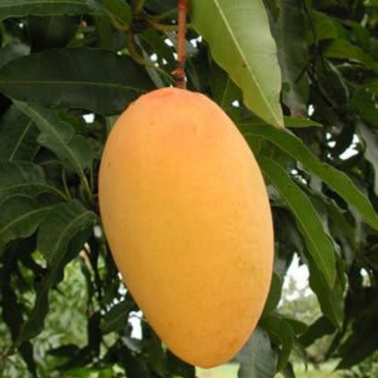 Brunei King Mango Grafted Live Plant