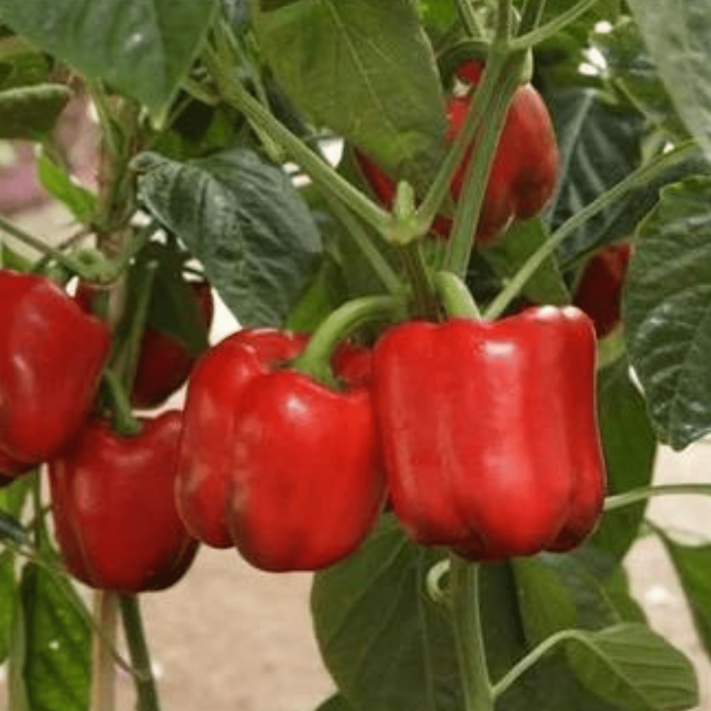 Red Capsicum Seeds लाल शिमला मिर्च के बीज (Shimla Mirch)