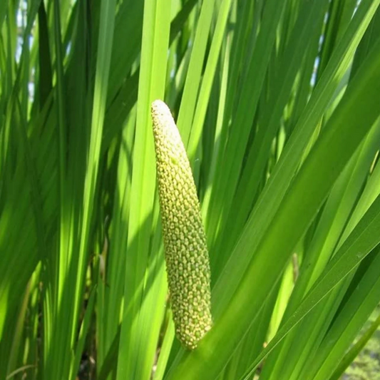 Vayambu / Sweet Flag (Acorus calamus) Medicinal Live Plant