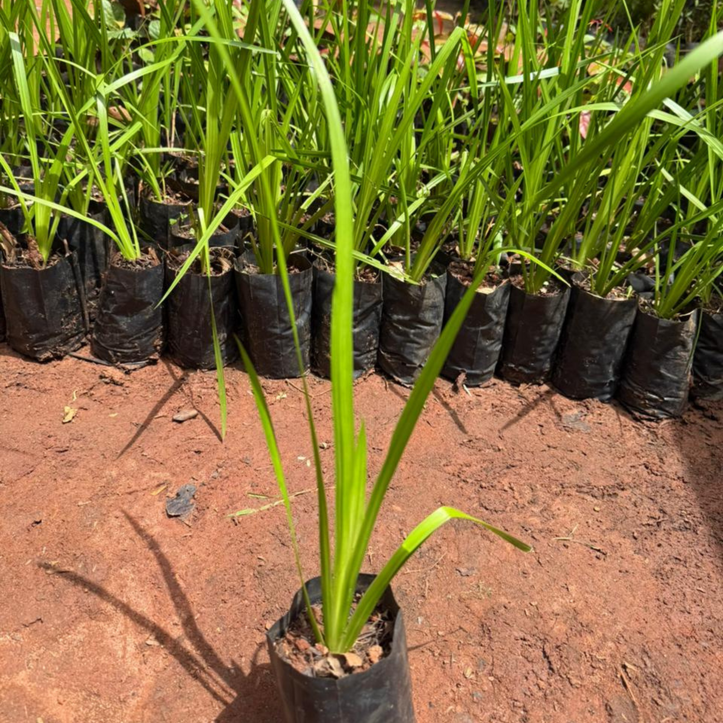 Vayambu / Sweet Flag (Acorus calamus) Medicinal Live Plant