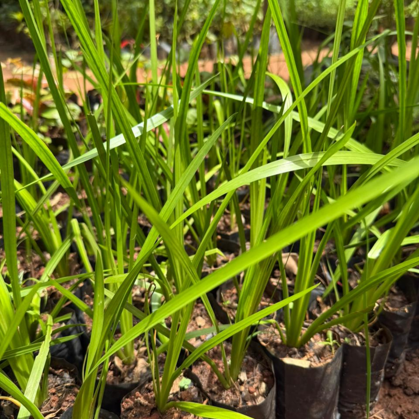 Vayambu / Sweet Flag (Acorus calamus) Medicinal Live Plant