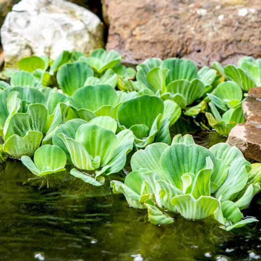 Water Lettuce (Pistia stratiotes) Live Plant - Pack of 2