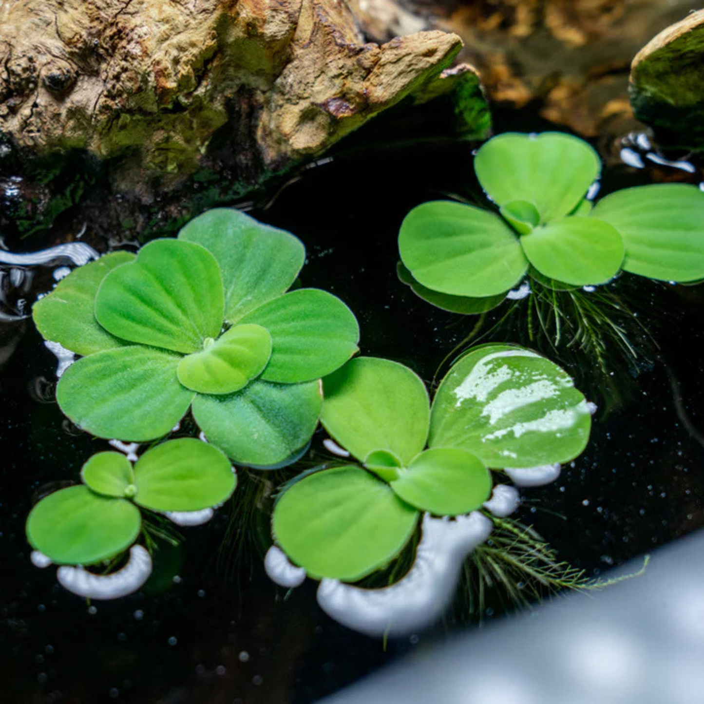 Water Lettuce (Pistia stratiotes) Live Plant - Pack of 2