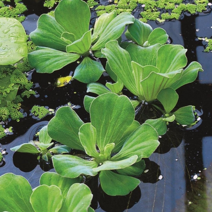 Water Lettuce (Pistia stratiotes) Live Plant - Pack of 2