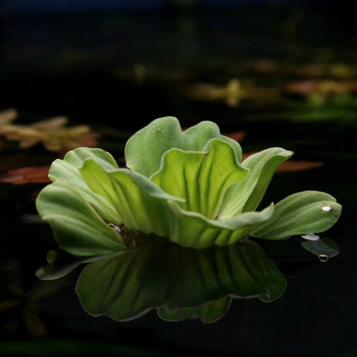 Water Lettuce (Pistia stratiotes) Live Plant - Pack of 2