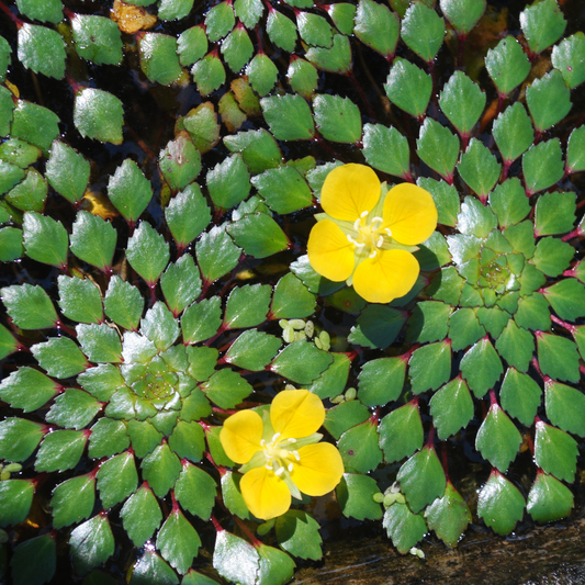 Water Mosaic (Ludwigia sedioides) Live Plant - Pack of 2