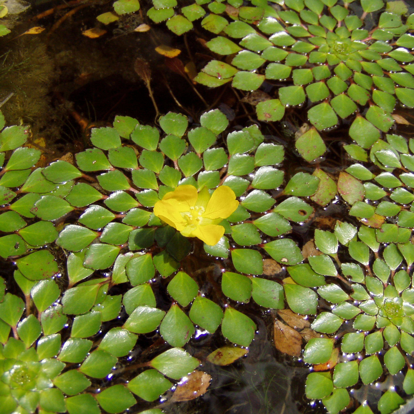 Water Mosaic (Ludwigia sedioides) Live Plant - Pack of 2