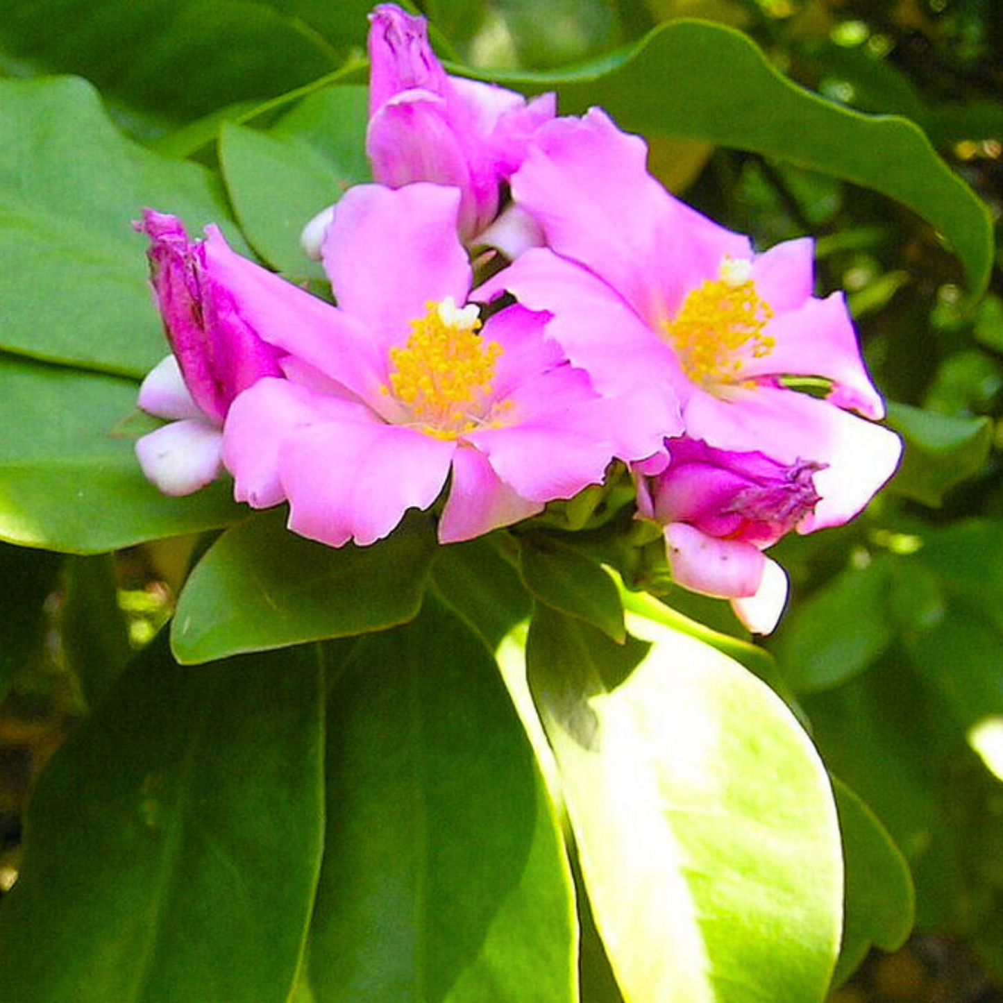 Wax Rose Pink (Rhodocactus grandifolius) Rare Flowering Live Plant