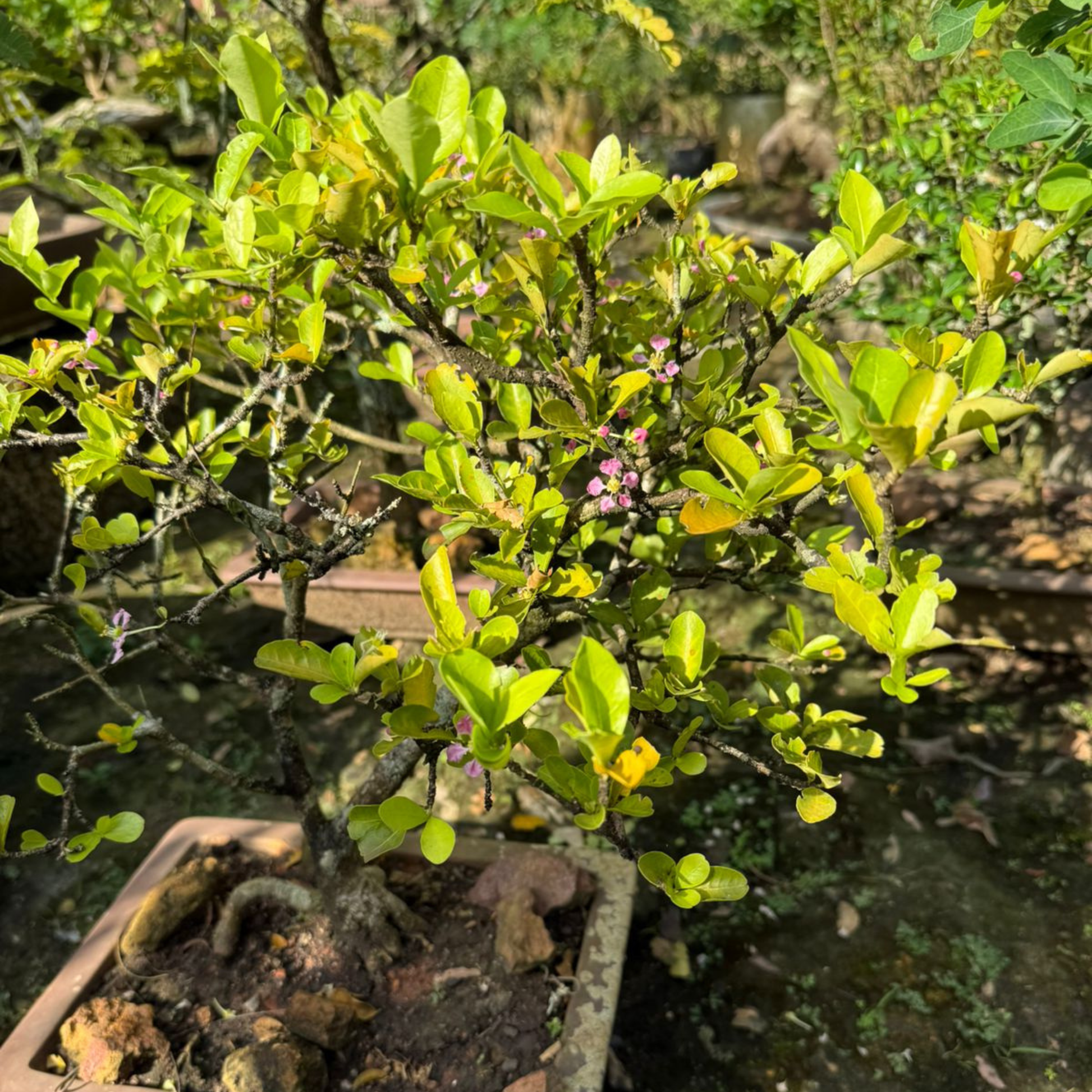 live bonsai tree online Buy Western Cherry Bonsai Tree Live Plant Online – Miniature Fruit Tree for Home Décor