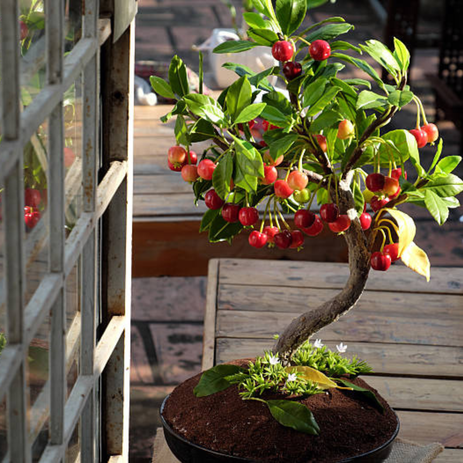 fruit bonsai cherry tree Buy Western Cherry Bonsai Tree Live Plant Online – Miniature Fruit Tree for Home Décor