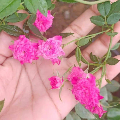 Red, White & Pink Creeper/ Climbing Rose Combo Live Plant