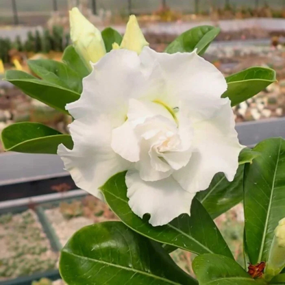 White Adenium (Desert Rose) Double Petal Live Plant