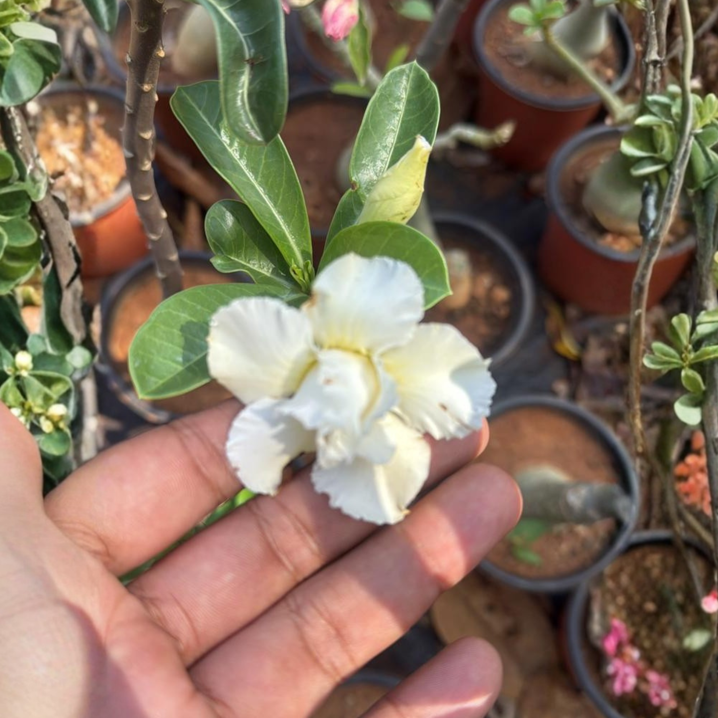 White Adenium (Desert Rose) Double Petal Live Plant
