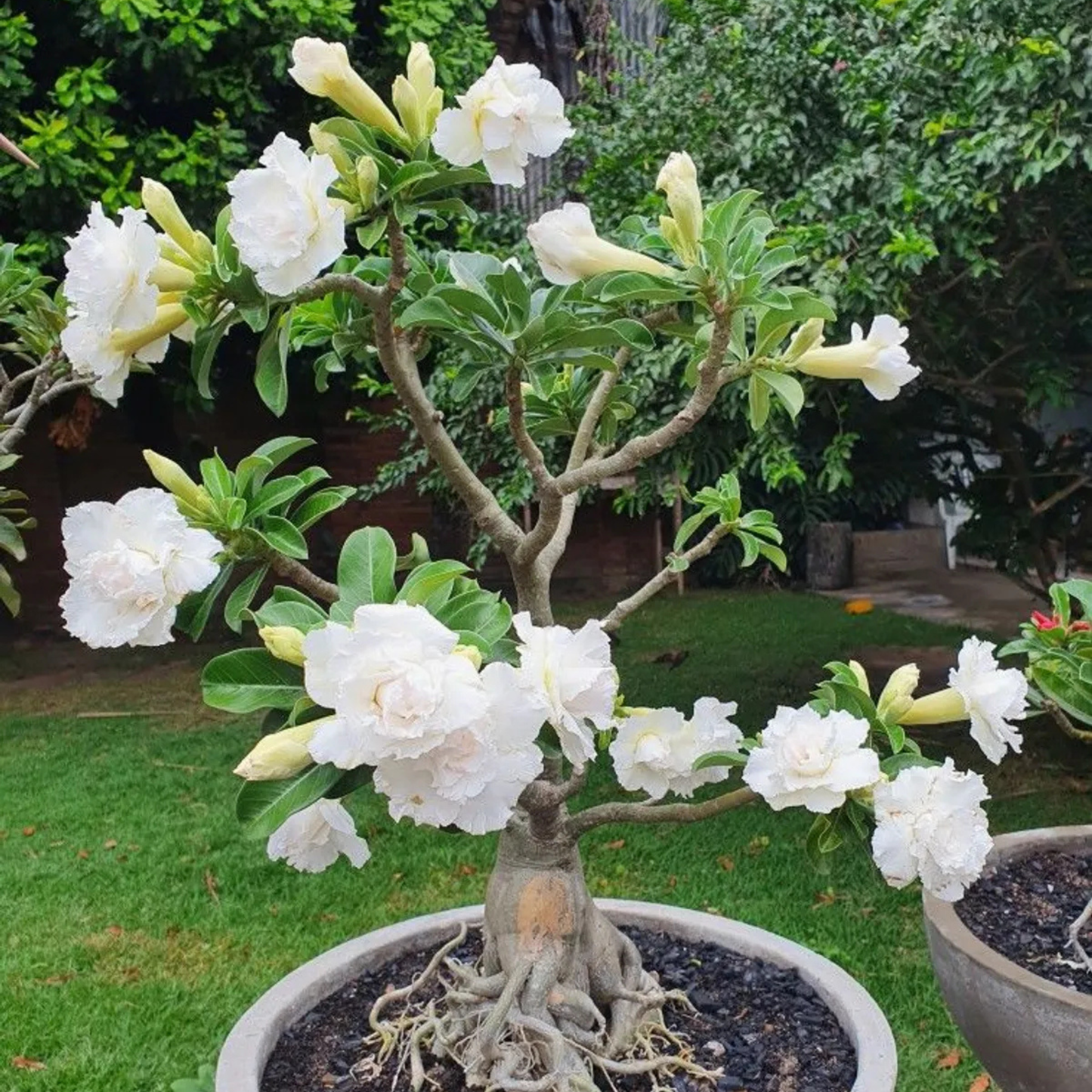 White Adenium (Desert Rose) Double Petal Live Plant