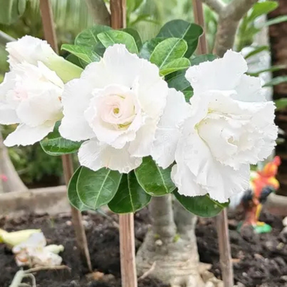 White Adenium (Desert Rose) Double Petal Live Plant