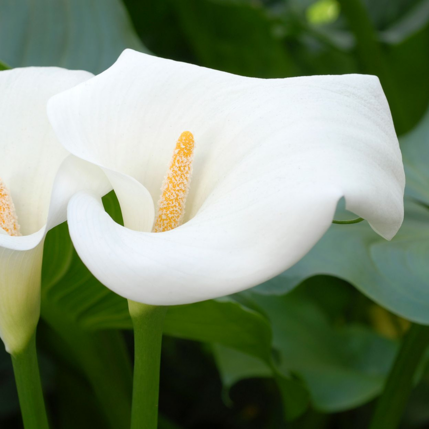 White Calla Lily (Zantedeschia aethiopica) Flowering Live Plant