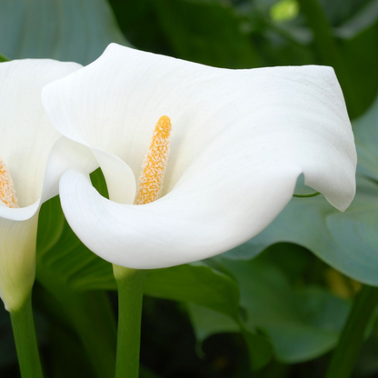 White Calla Lily (Zantedeschia aethiopica) Flowering Live Plant