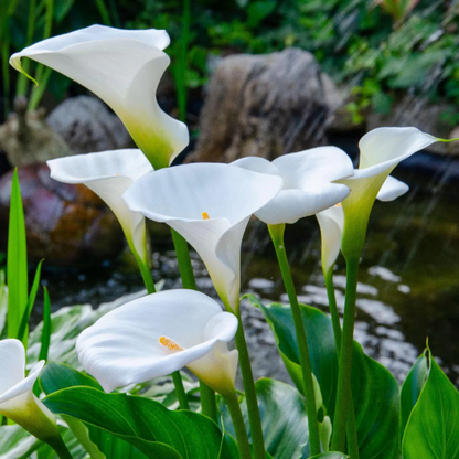 White Calla Lily (Zantedeschia aethiopica) Flowering Live Plant