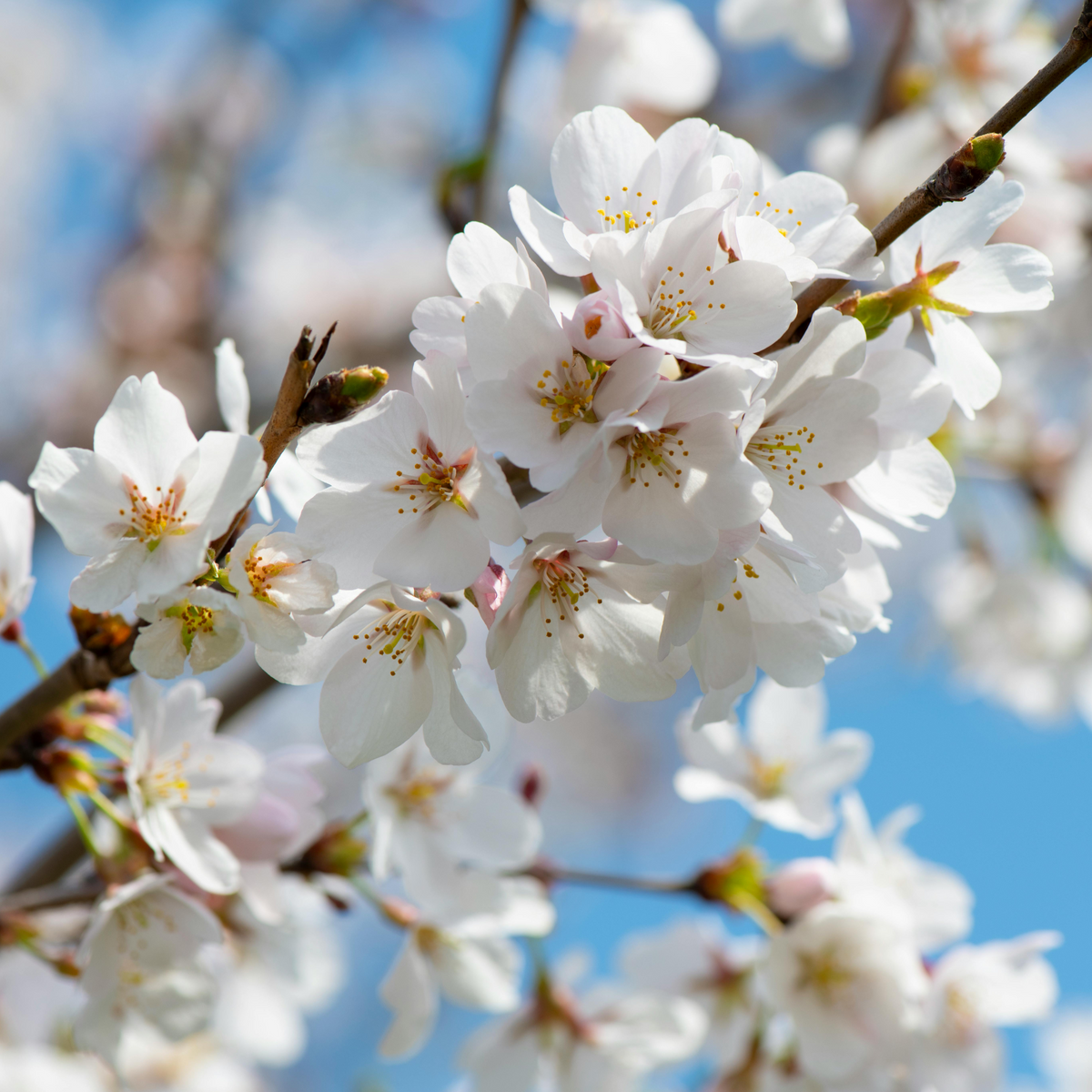 Buy White Cherry Blossom Online in India – Add Rare Beauty to Buy White Cherry Blossom Online in India – Add Rare Beauty to