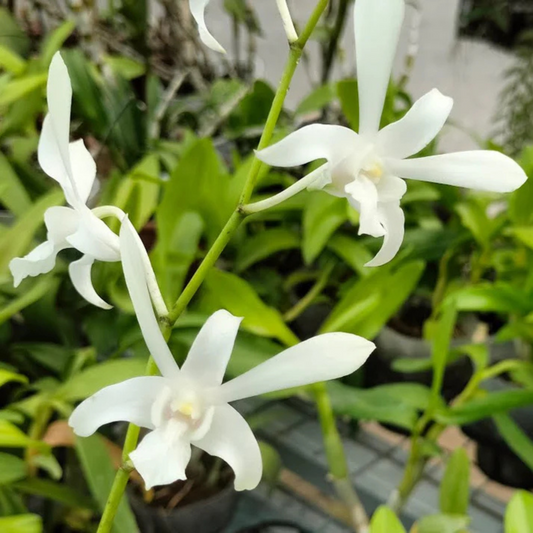 White Dendrobium Orchid – Elegant Pure White Live Orchid Plant