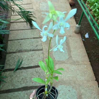 White Dendrobium Orchid – Elegant Pure White Live Orchid Plant