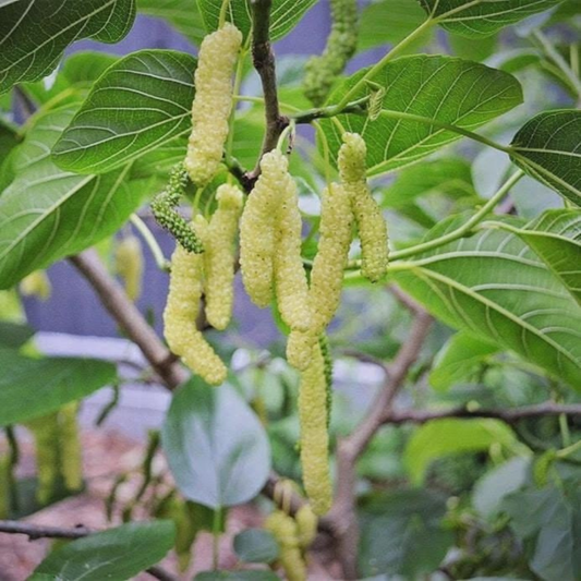 White Mulberry Live Fruit Plant