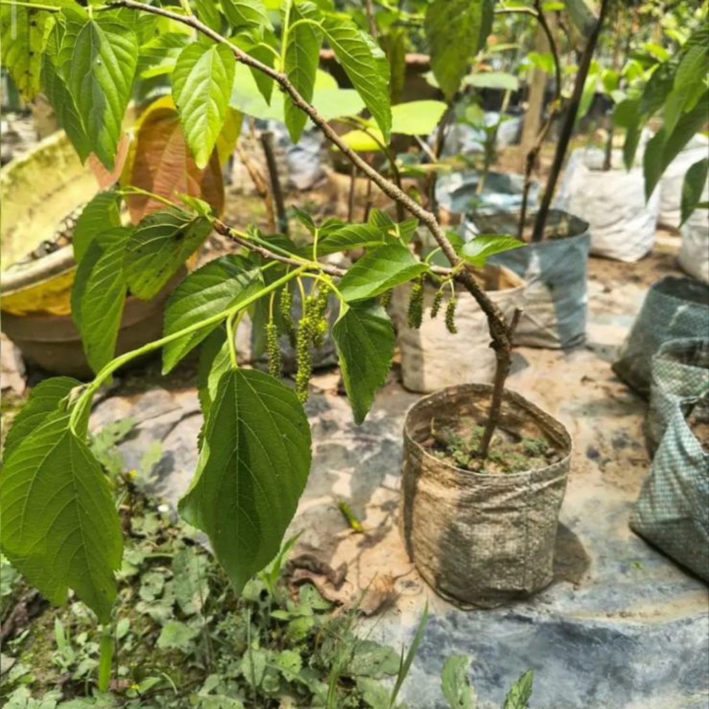 White Mulberry Live Fruit Plant