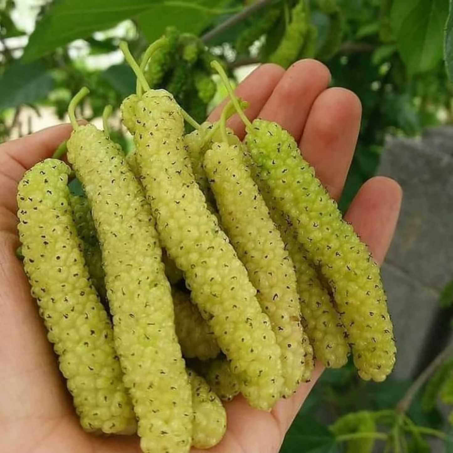 White Mulberry Live Fruit Plant