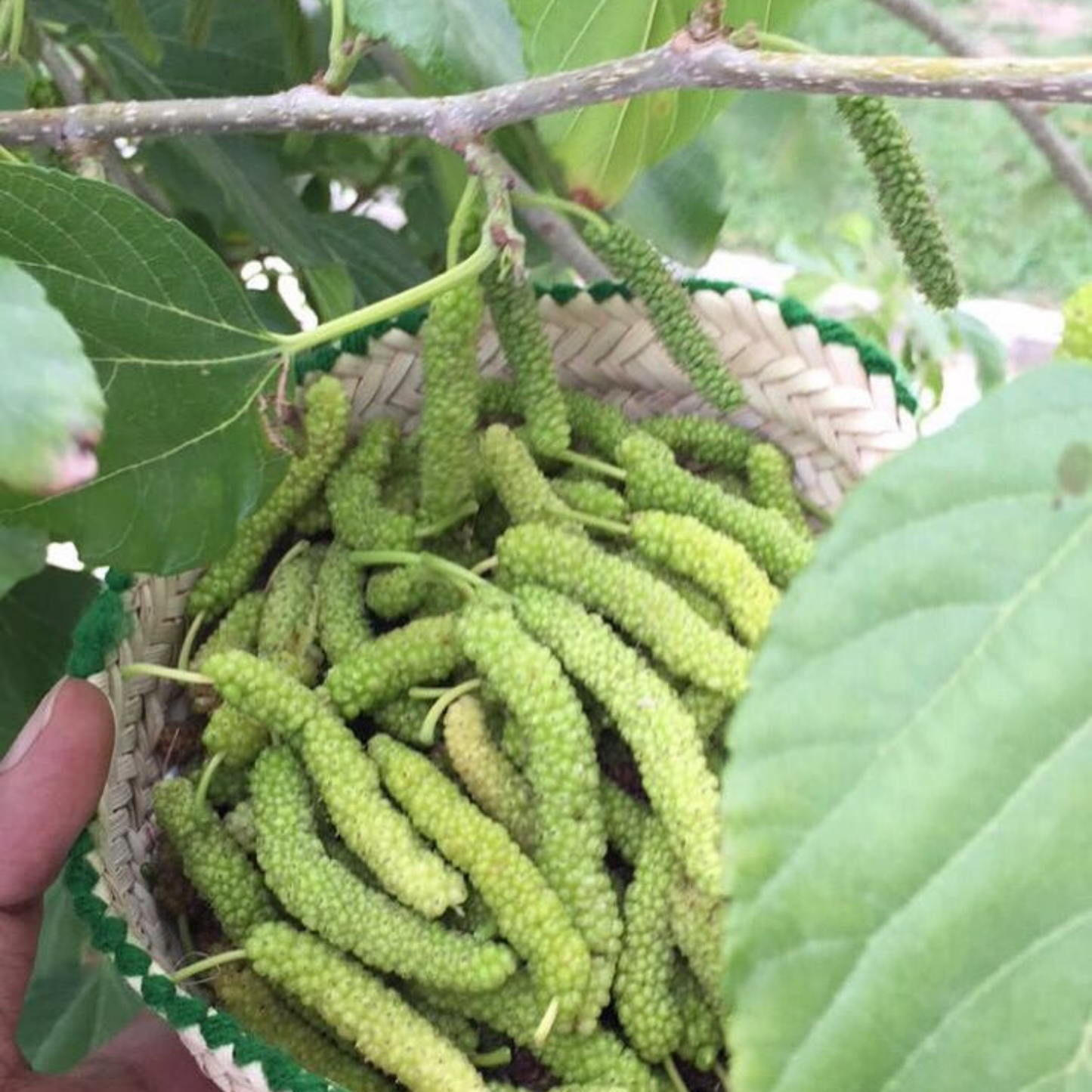White Mulberry Live Fruit Plant