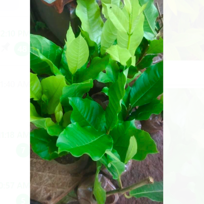 White Petrea Sandpaper Vine Live Plant